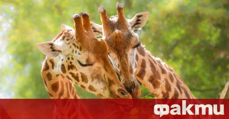 Калифорнийската еленова мишка оглавява класацията на най моногамните бозайници според