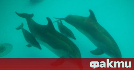Нарасналата смъртност на делфини в Черно море, наблюдавана напоследък, може