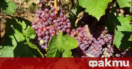 Коронавирусът удари и пазара на грозде у нас В разгара