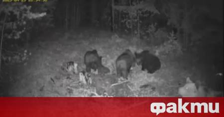 Камери заснеха четири мечки край Добринище Кадрите са от туристическата