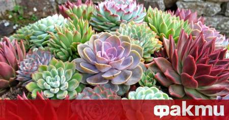 Има едно растение от семейство сукулентни Sempervivum или дебелец многогодишно