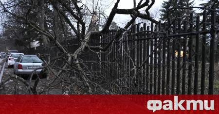 Огромно дърво рухна върху оградата и част от тротоара на