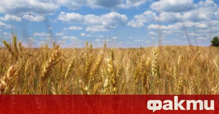 До 50 милиона тона зърно от Украйна и Русия ще