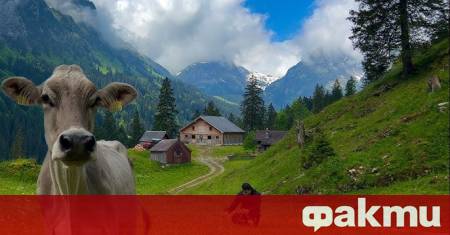 В алпийско село в Швейцария крава на име Лони прелетя