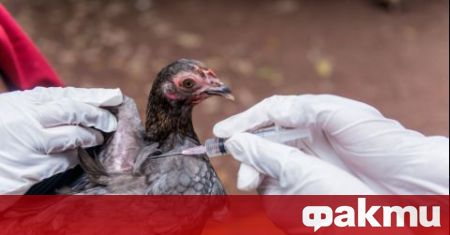 Агенцията по безопасност на храните три огнища на птичи грип