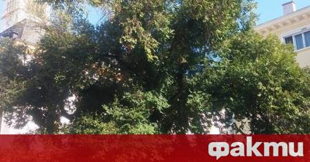 Нов живот за стария бряст в Сливен който през 2014