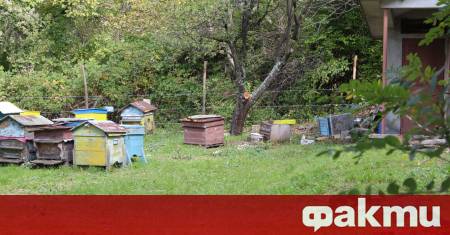 Земеделски стопани и пчелари сигнализират за зачестили нападения от мечки