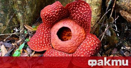 Индонезийски биолог откри рядка рафлезия след 13 години търсене и