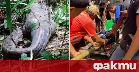 インドネシアでニシキヘビが4児の50歳の母親を生きたまま飲み込む ᐉ Fakti.bgからのニュース – 好奇心旺盛
