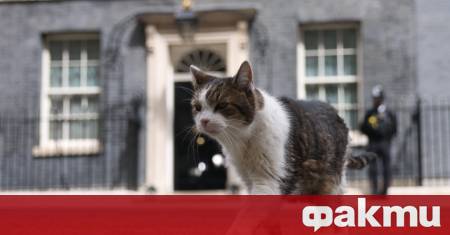 Най известният котарак във Великобритания отново се оказа най постоянната
