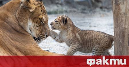 В румънското село Захарещ се случи истинска сензация – на