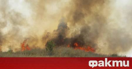 Над 200 декара изпепелена пшеница Това са част от щетите