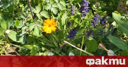 Минималните температури ще са от 12 до 17° в София