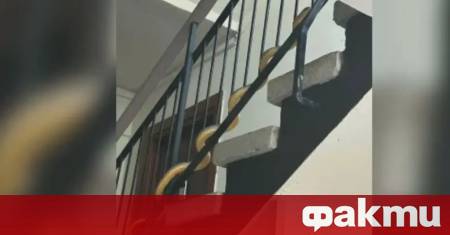 Змия с дължина метър и половина вся паника в жилищен