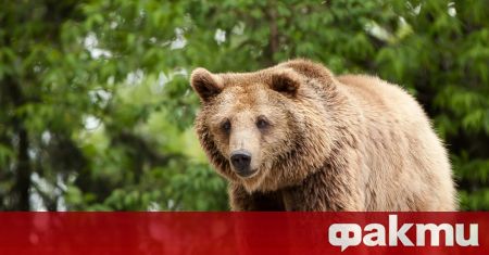 РИОСВ проверява сигнал за мечка влязла в двор на къща