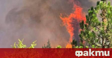 Големият горски пожар в района на село Горнослав е овладян