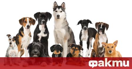 Двама кинолози от Великобритания дадоха негативна оценка на три породи