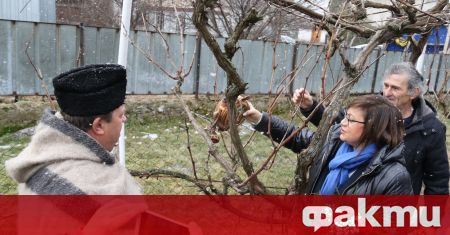 На Трифон Зарезан Корнелия Нинова заряза ритуално лозите в Лесново