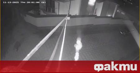 Неканен гост се появи в Карлово Мечка е видяна да