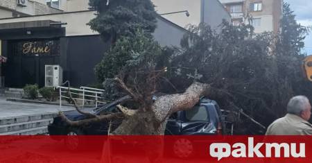 Буря и силен вятър събориха дървета и нанесоха материални щети