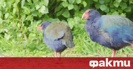 Двойка редки птици в природния резерват Зеландия в Нова Зеландия