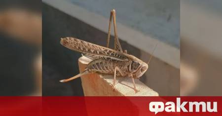 В социалните мрежи хората масово сигнализират за огромни скакалци които