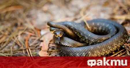 Най малката змия в света бе преоткрита в Барбадос след почти