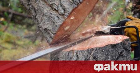 Полицията в Разлог издирва двама бракониери на дървесина нападнали горски