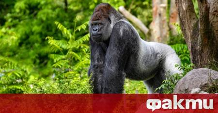 Ново изследване променя драстично наложената представа за половото доминиране при