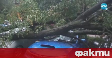 30 метрово дърво смаза няколко автомобила в столичния квартал Гоце Делчев