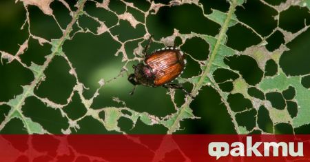 Японски бръмбари заплашват да унищожат реколтата в Германия Насекомото е