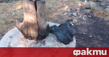 Пожар в района на община Невестино гасиха горски служители и
