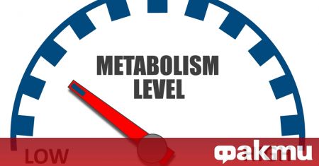 Скоростта на метаболизма естествено намалява с възрастта причината е