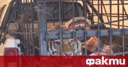 Див сибирски тигър предизвика паника в североизточната китайска провинция Хейлундзян