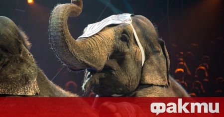 На представление на цирка в Казан слонове се сбиха по