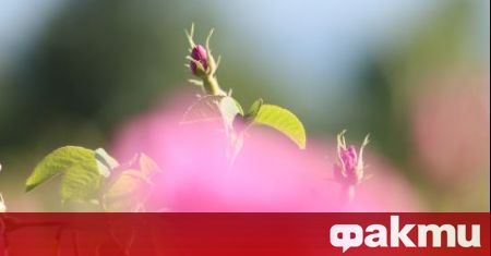 Асоциацията на розопроизводителите в България настоява държавата да наложи мораториум