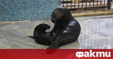 Делфинариум Варна празнува днес 38 години от създаването си По