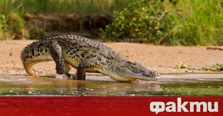 60-годишен австралиец се измъкна от челюстите на голям крокодил, като
