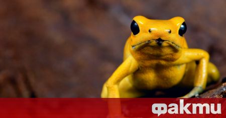 Очевидци са заснели армия от редки жълти жаби в индийския