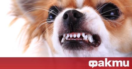 18 месечно куче от дребната порода Чихуахуа си навлече гнева на