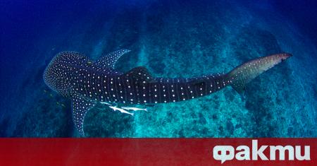 Огромна китова акула бе забелязана в Мексиканския залив по крайбрежието
