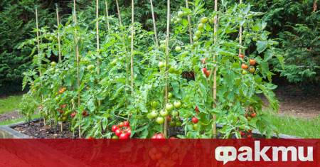 Грижата за доматените растения не свършва с разсаждането — поливането