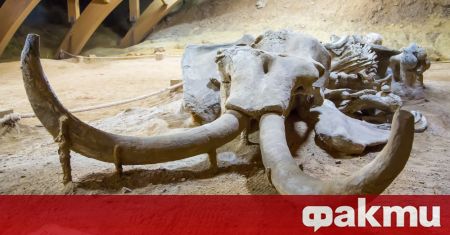 Група чилийски учени откриха останки от слон на 12 хиляди