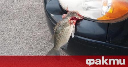 В Тенеси САЩ риба падна от небето върху автомобил и