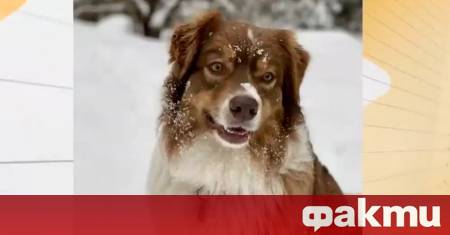 Осем немски овчарки пуснати без поводи и намордници убиха домашно