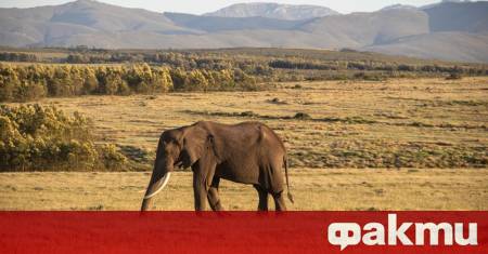 Директорът на елитния резерват за диви животни Гондвана в Южна