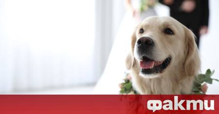 Британска двойка отмени сватбата си за да плати лечението на