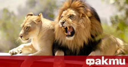 Пет лъва предизвикаха паника след като избягали от местообитанието си