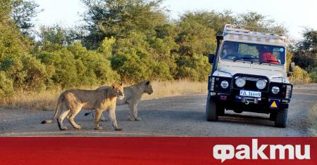 И лъвовете в ЮАР се наслаждават на липсата на хора