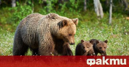 Мечка с малко мече е нападнала мъж от девинското село